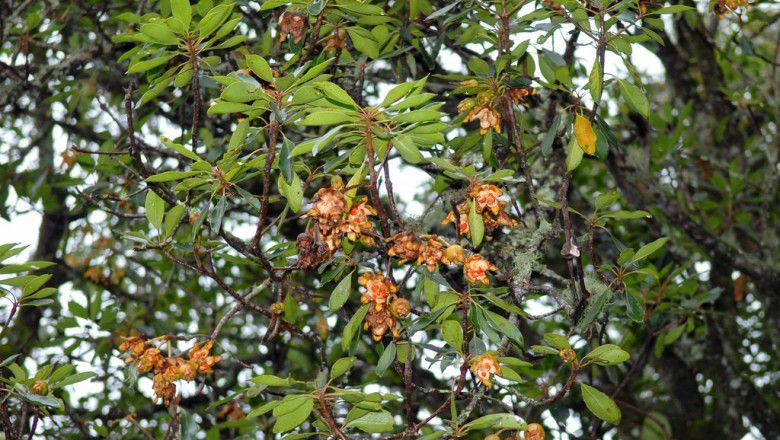 Cây Lương xương. Anneslea fragrans Wall; - Cây Thuốc Nam Quanh Ta